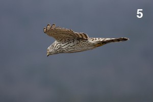 How To Get Sharp Photos Of Birds In Flight | PhotoNaturalist - Nature ...