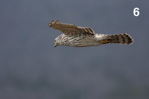 How To Get Sharp Photos Of Birds In Flight | PhotoNaturalist - Nature ...