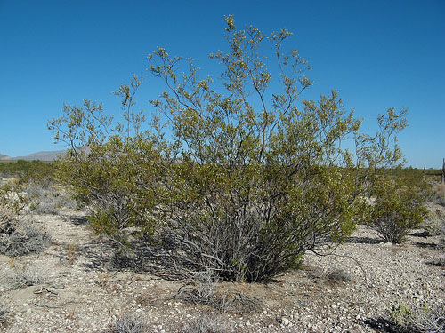 Creosote Bush by Comrogues (used under CC-Attr license)