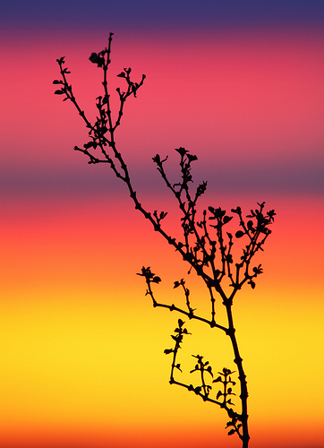 Creosote Bush / Photo by Steve Berardi