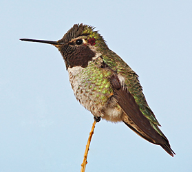 Anna's Hummingbird (male) / Photo by Steve Berardi