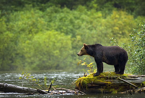 Grizzly Bear / Photo by Robert Berdan