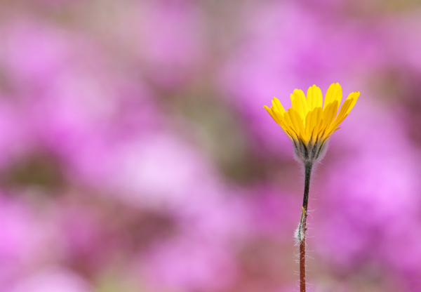 Desert Sunflower photo