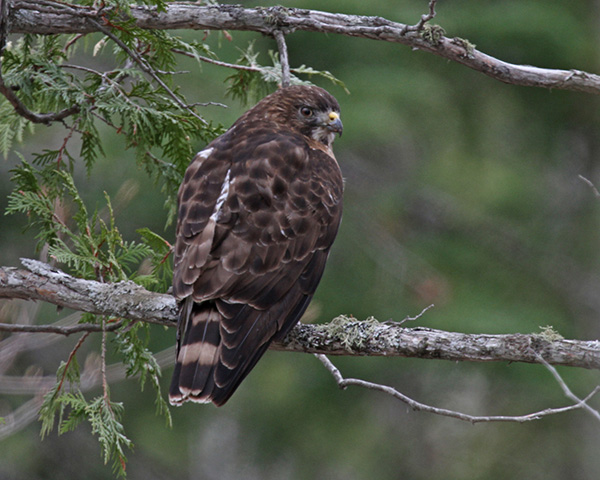 Broad-winged Hawk / Photo by Vic Berardi