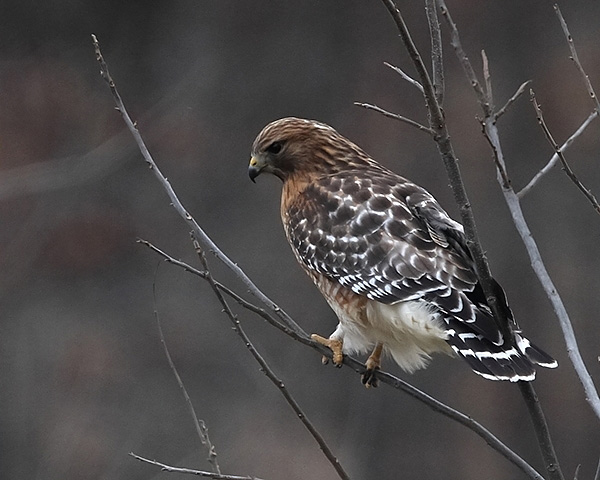 Red-Shouldered Hawk / Photo by Vic Berardi