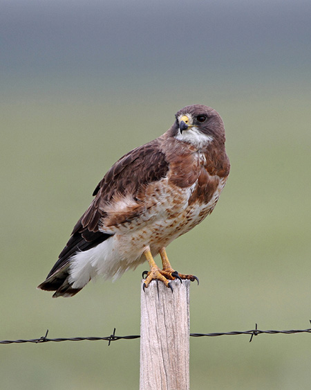 Swainson's Hawk / Photo by Vic Berardi