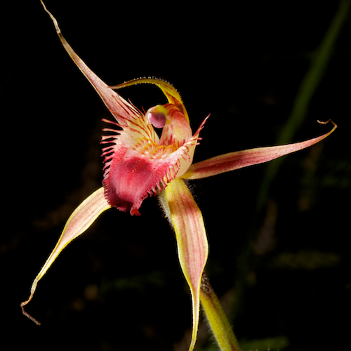 Rusty Spider Orchid / Photo by Rob Neave