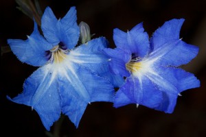 Blue Lechenaultia (Lechenaultia biloba) / Photo by Rob Neave