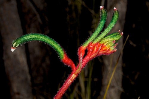 Kangaroo Paw / Photo by Rob Neave