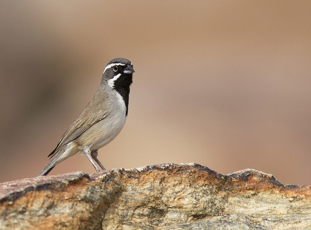 Black-throated Sparrow / Photo by Steve Berardi