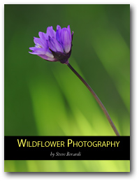 Wildflower Photography (eBook)