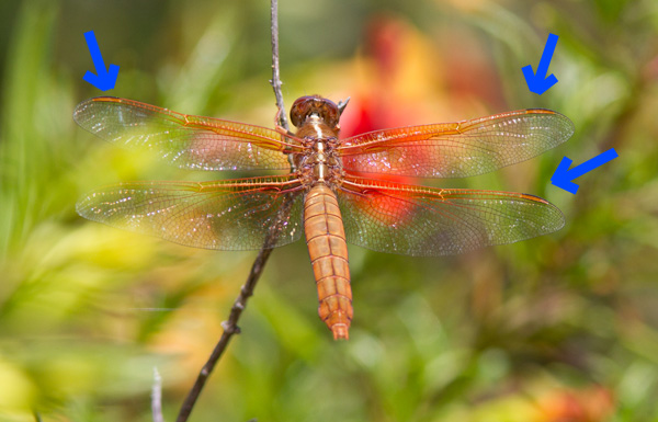 Flame Skimmer (Libellula saturata)