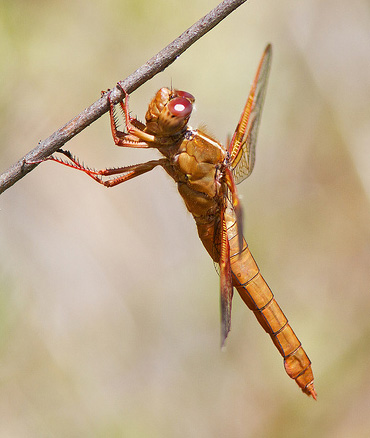 Flame Skimmer (Libellula saturata)