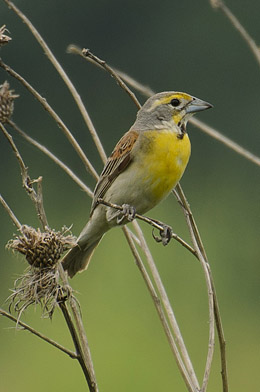 Dickcissel (Spiza americana) / Photo by Wes Gibson