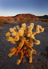 cholla cactus