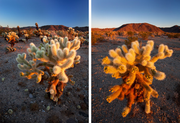 Cholla Cactus / Photos by Steve Berardi