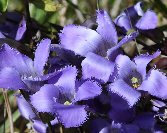 Fringed Gentian / Photo by Vic Berardi