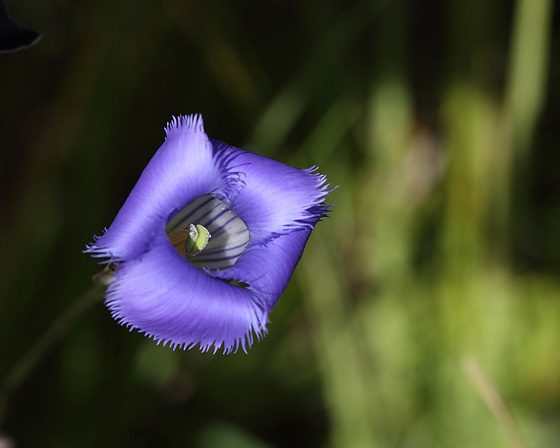 Fringed Gentian / Photo by Vic Berardi