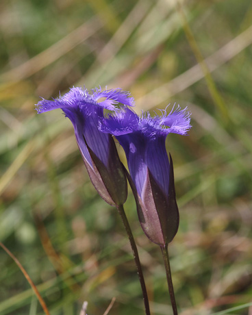 Fringed Gentian / Photo by Vic Berardi