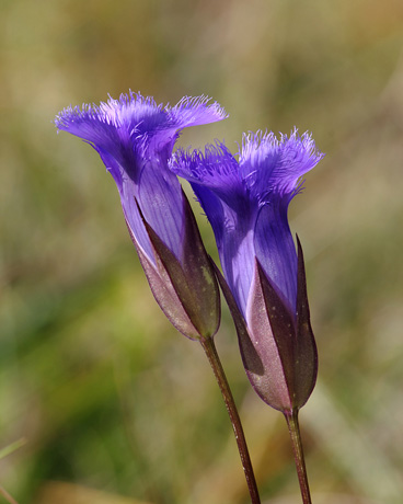 Fringed Gentian / Photo by Vic Berardi