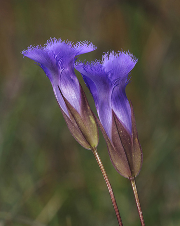 Fringed Gentian / Photo by Vic Berardi