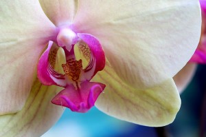 Photo by Vic Berardi