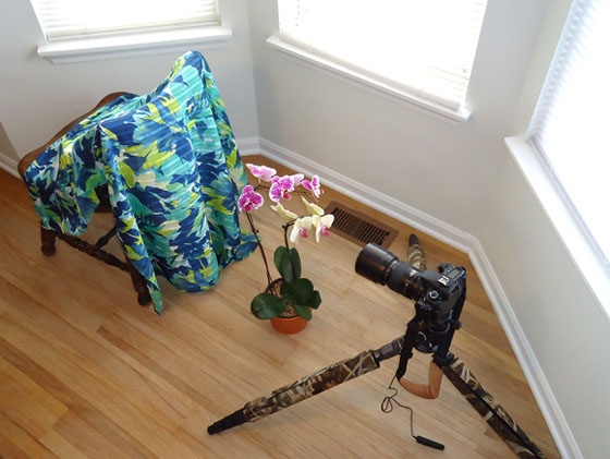 flower photo setup