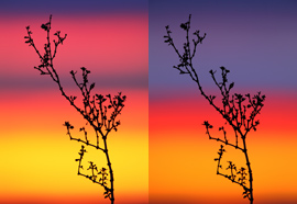 Creosote Bush / Photos by Steve Berardi