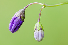 Purple Nightshade / Photo by Steve Berardi