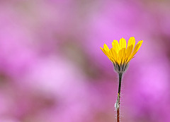 Desert Sunflower / Photo by Steve Berardi