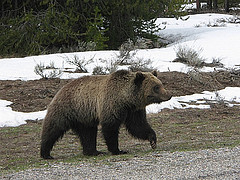 Photo by Jackson Hole Central Reservations (used under the CC BY-NC-SA 2.0 license)