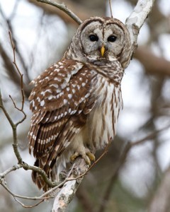 How To Photograph Birds In Bad Light | PhotoNaturalist - nature ...