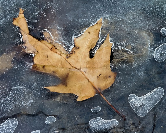 Ice & Leaves / Photo by Vic Berardi