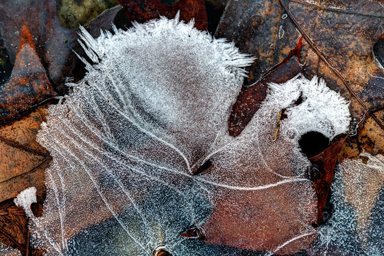 Ice & Leaves / Photo by Vic Berardi