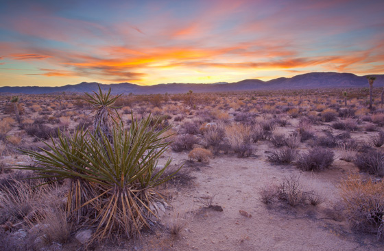 Mojave Desert / Photo by Steve Berardi