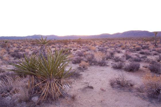 Foreground / Photo by Steve Berardi