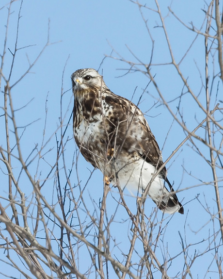 Rough-legged Hawk / Photo by Vic Berardi