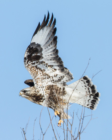 Rough-legged Hawk / Photo by Vic Berardi