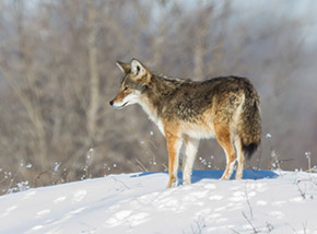 Coyote / Photo by Vic Berardi