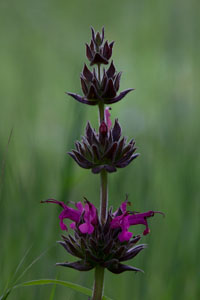 Pitcher Sage (underexposed) / Photo by Steve Berardi