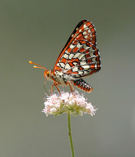 Variable Checkerspot / Photo by Steve Berardi