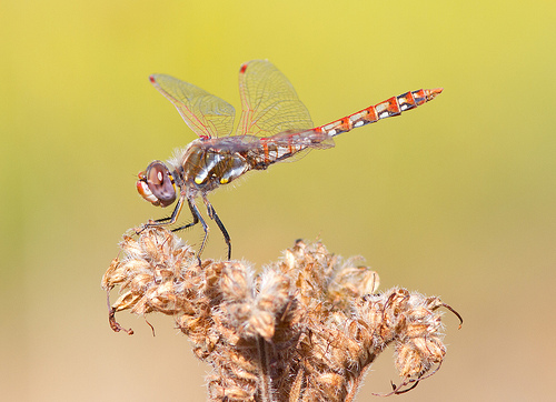 Variegated Meadowhawk / Photo by Steve Berardi