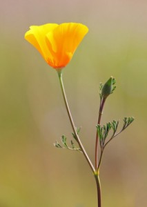 California Poppy / Photo by Steve Berardi