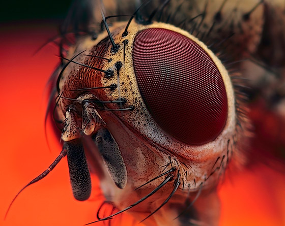 Photo by Huub de Waard / Portrait of a little fly: Magnification 8, f/8, ISO 100 and 1/250 sec