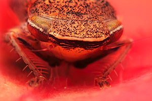 Photo by Huub de Waard / Frontal portrait of Meadow Froghopper: Magnification 8, f/10, ISO 100 and 1/250 sec