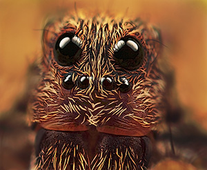 Photo by Huub de Ward / Frontal portrait wolf spider: Magnification 10, f/6.4, ISO 100 and 1/250 sec