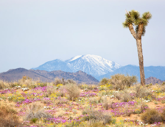 Spring in the Mojave / Photo by Steve Berardi