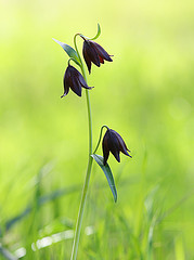 Chocolate Lily / Photo by Steve Berardi