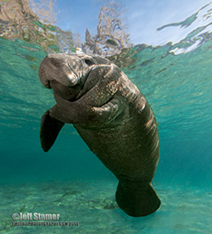 Manatee