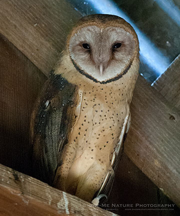 Barn Owl / Photo by Jim Braswell